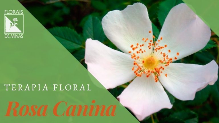 A fragrância floral da rosa mosqueta: um aroma delicado e encantador